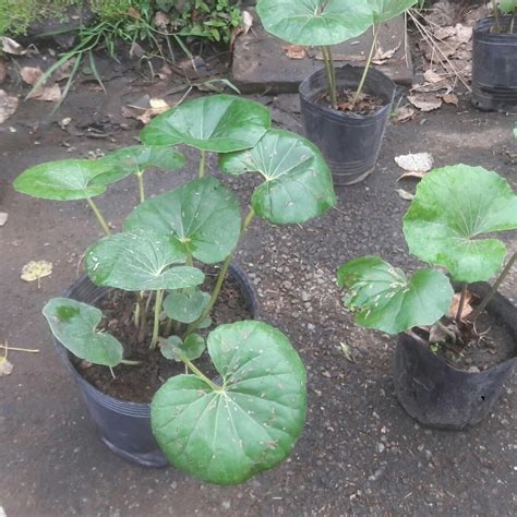 Boina Vasco 10 Litros Comprar En Vivero LIHUE