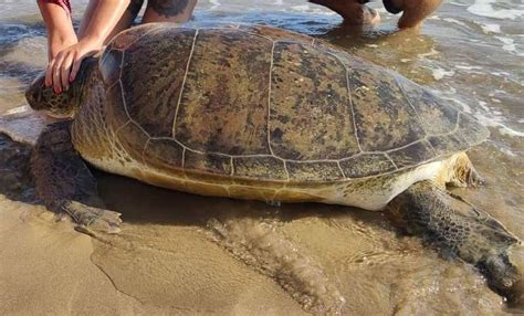 Turtle Released Back Into The Sea Another Receives CPR From Diver