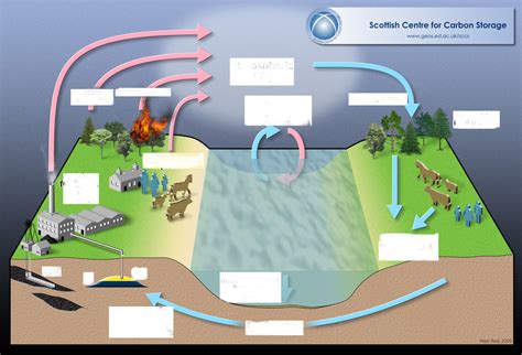 Carbon Cycle Diagram Quizlet