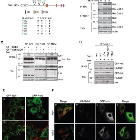 Nck Adaptor Proteins Interact With Y Of Gab A Y Y And