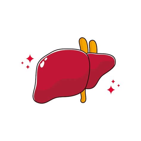 Premium Vector Human Internal Organ With Liver Vector Cartoon Flat