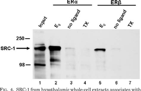 Figure 1 From Steroid Receptor Coactivator 1 From Brain Physically