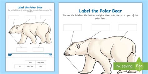 Label The Polar Bear Worksheet Lehrer Gemacht Twinkl Worksheets