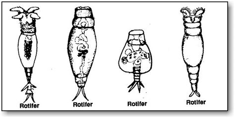 Rotifers Microbus Microscope Educational Website