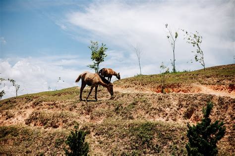 Horse Steppe Mountain - Free photo on Pixabay