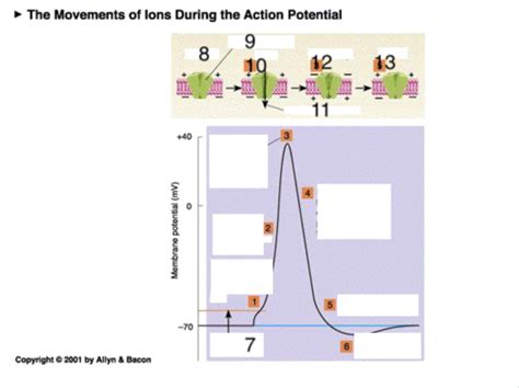 The Movement Of Ions During Action Potential Flashcards Quizlet