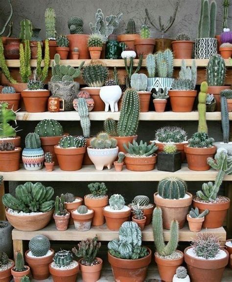 fáciles de mantener Suculentas Jardineria y plantas Cactus y suculentas