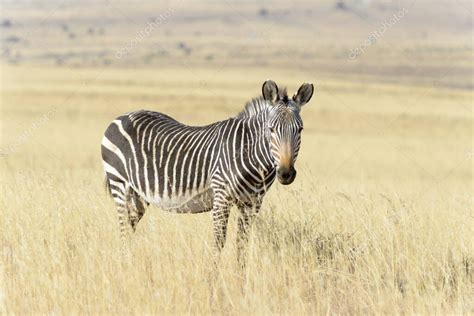 Mountain Zebra Equus Zebra De Pie En Los Pastizales Mirando A La