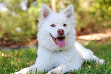 Chien Chiot Lapphund - Photo gratuite sur Pixabay