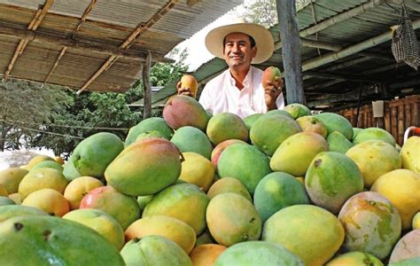 Comexper Producci N De Mango Se Recupera Tras Dos A Os De Ca Da