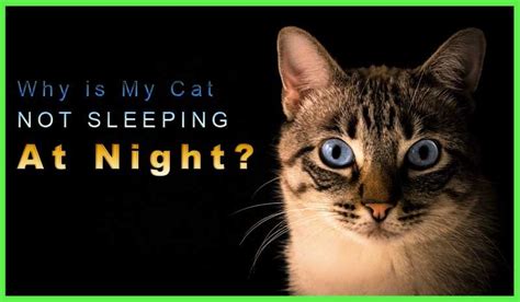 Your Cat Won T Sleep At Night Causes Solutions