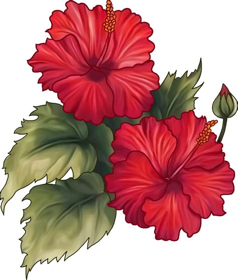 Red Hibiscus PNG Fotos PNG All