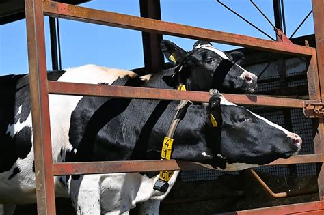 “厄介者”乳牛のふん尿が地域活性化北海道・十勝で起こす「エネルギー革命」｜ニュースイッチ By 日刊工業新聞社