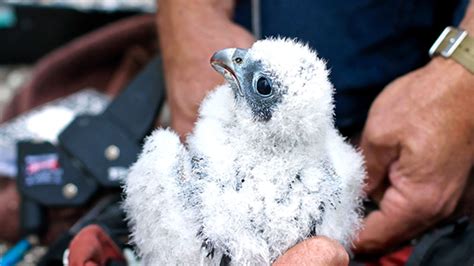 Baby Peregrine Falcon Dies After Slamming Into Window at UC Berkeley ...