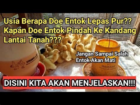 Ketahui Waktu Yang Tepat Anak Entok Turun Ke Lantai Tanah Dan Lepas