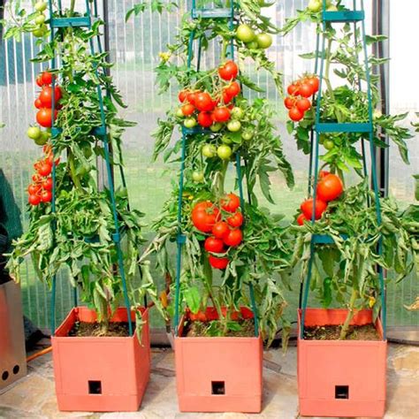 Plants Used For Vertical Garden In India India Gardening