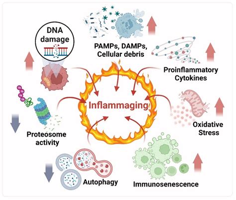 Ijms Free Full Text The Relationship Between Reactive Oxygen