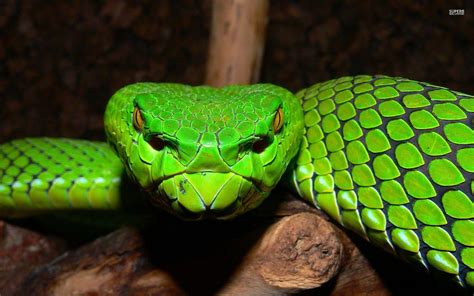 Viper Snake Wallpapers Wallpaper Cave