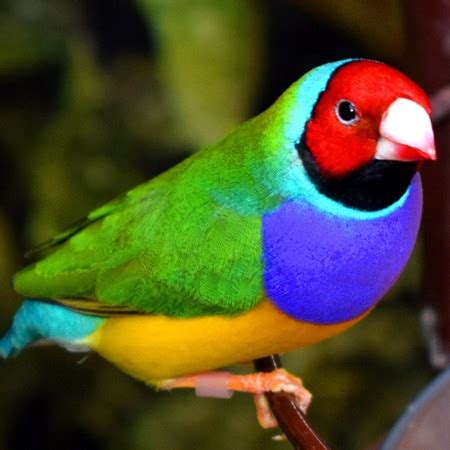 Lady Gouldian Finch #175891 for sale in Shop Online, WA