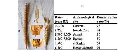 Modern examples of dehiscent wild einkorn wheat ear (a) and spikelet... | Download Scientific ...