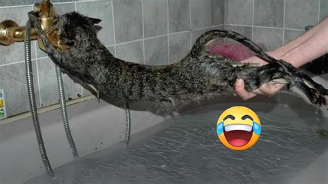 Why Cats Dread Bath Time Unraveling The Cat Bathing Conundrum