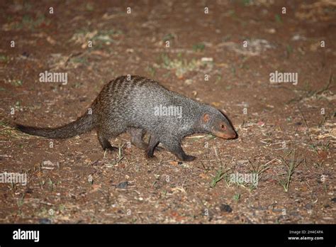 Zebramanguste Banded Mongoose Mungos Mungo Stock Photo Alamy