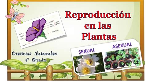 Reproducción De Las Plantas 4° Grado Youtube