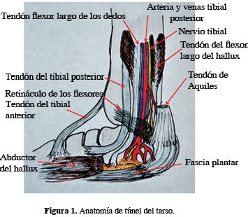S Ndrome Del T Nel Del Tarso Revisi N Del Tema