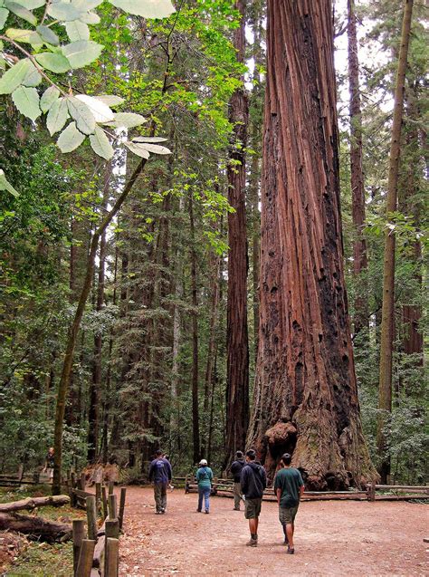 Henry Cowell State Park Henry Cowell Redwoods State Park Kalifornien