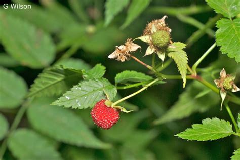 Rubus Probus Australian Native Plants Society Australia