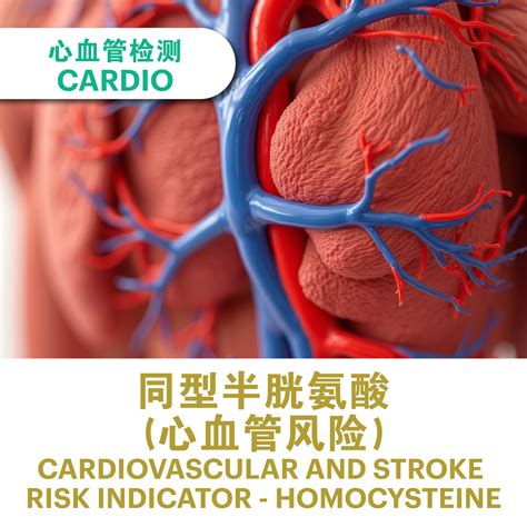 Homocysteine (Hcy) Test | Vascular Risk & Cardiovascular Screening