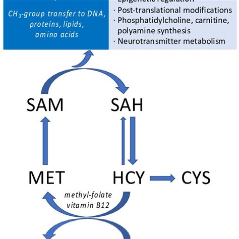 Schematic Representation Of One Carbon Metabolism Associated Pathways