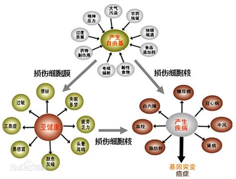 虾青素 自由基介绍云南雨藻生物科技有限公司