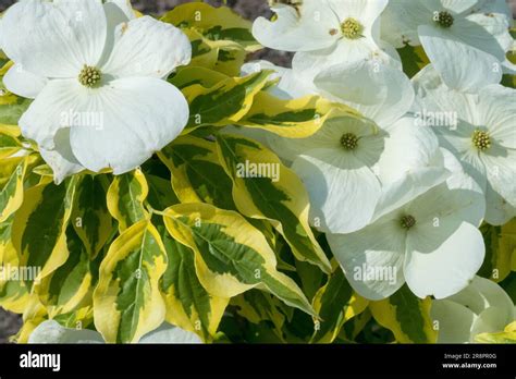 Dogwood Cornus Celestial Shadow White Flowering Shrub Flower