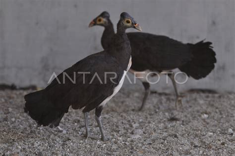 Burung Maleo Dilindungi Antara Foto