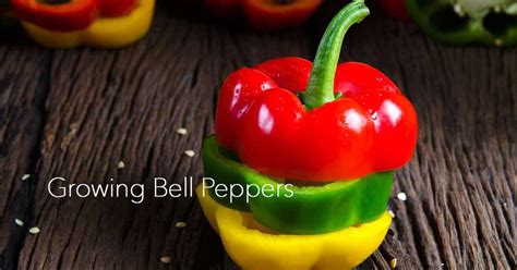 Tips On Growing Bell Peppers For Gardening Beginners