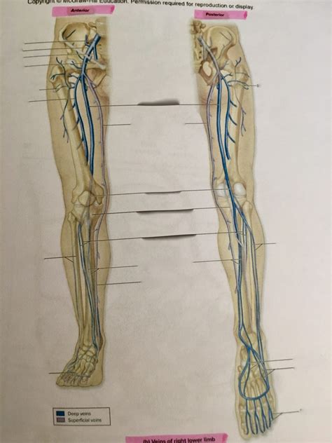 Veins Of The Lower Limb Diagram Quizlet