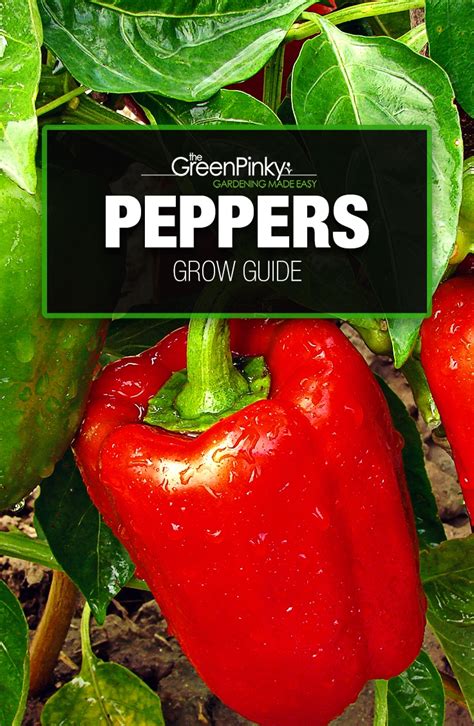 How To Grow Peppers Our Guide With Tips That Work