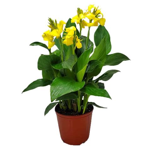 Yellow Canna Lily Online Plant Shop Tropical Plants