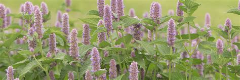 Anise Hyssop Seeds Organic Varieties Johnnys Selected Seeds