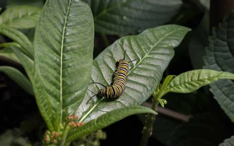 17 Different Types Of Poisonous Caterpillars