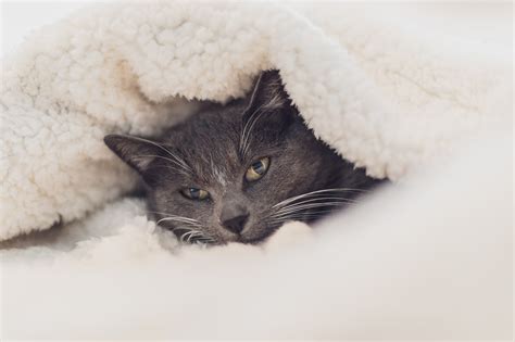 Ways To Keep Your Cat Safe And Warm This Winter All About Cats