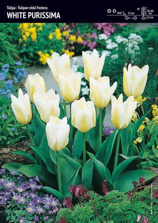 Tulipan White Purissima 7 Szt Kategorie Nasiona I Cebulki