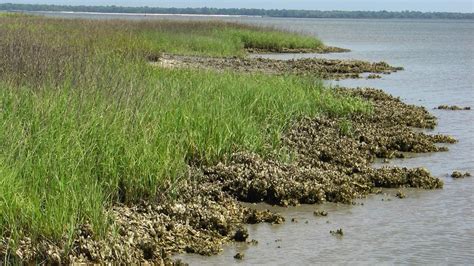 Research To Harness Biological Partnerships For Marsh And Seagrass Restoration Lenfest Ocean