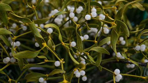 tajemnice jemioly dlaczego kojarzona jest  bozym narodzeniem