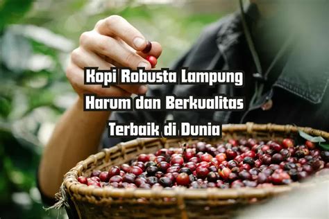 5 Kabupaten Penghasil Kopi Robusta Terbesar Di Lampung Juaranya 56 Ton