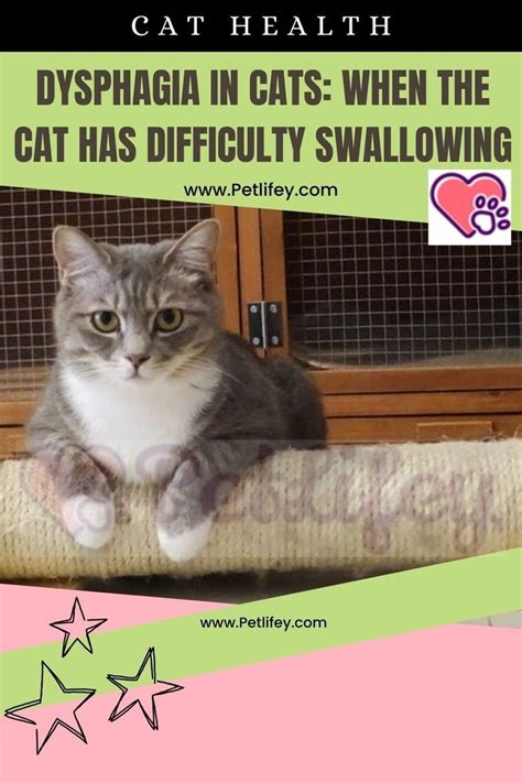 A Cat Sitting On Top Of A Scratching Post With The Caption Dysphaia In