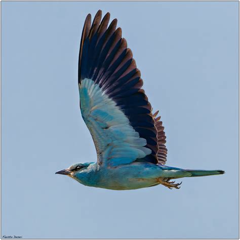 Roller Coracias Garrulus Ghiandaia Marina Fausto Deseri Flickr