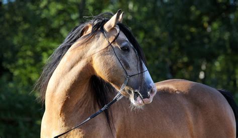 Paso Fino Breed Profile - Helpful Horse Hints