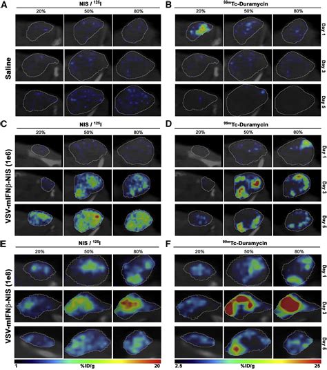 Dual Isotope SPECT Imaging With NIS Reporter Gene And Duramycin To